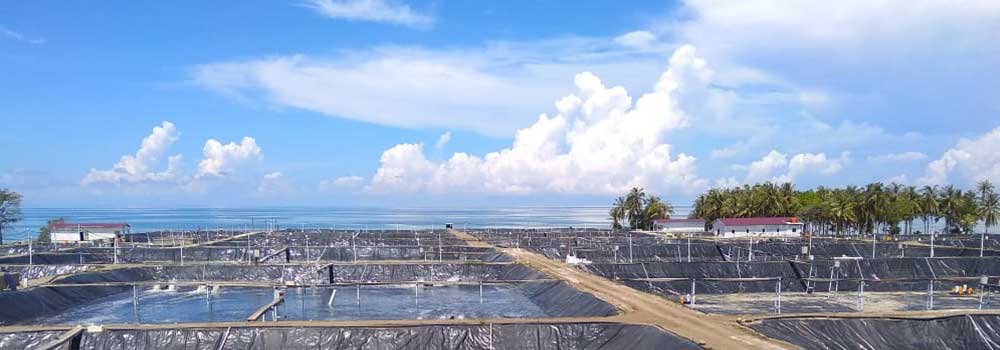 Terpal Tambak vs Geomembrane untuk Tambak Udang / Ikan
