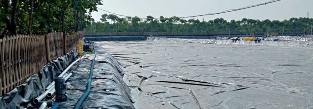 Proyek Geomembrane 0.3mm Tambak Udang