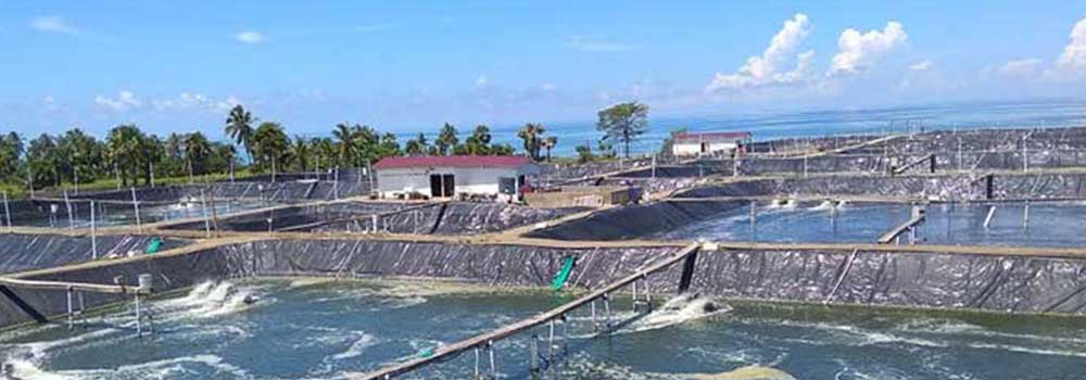 Geomembrane menjadi pilihan untuk budidaya udang