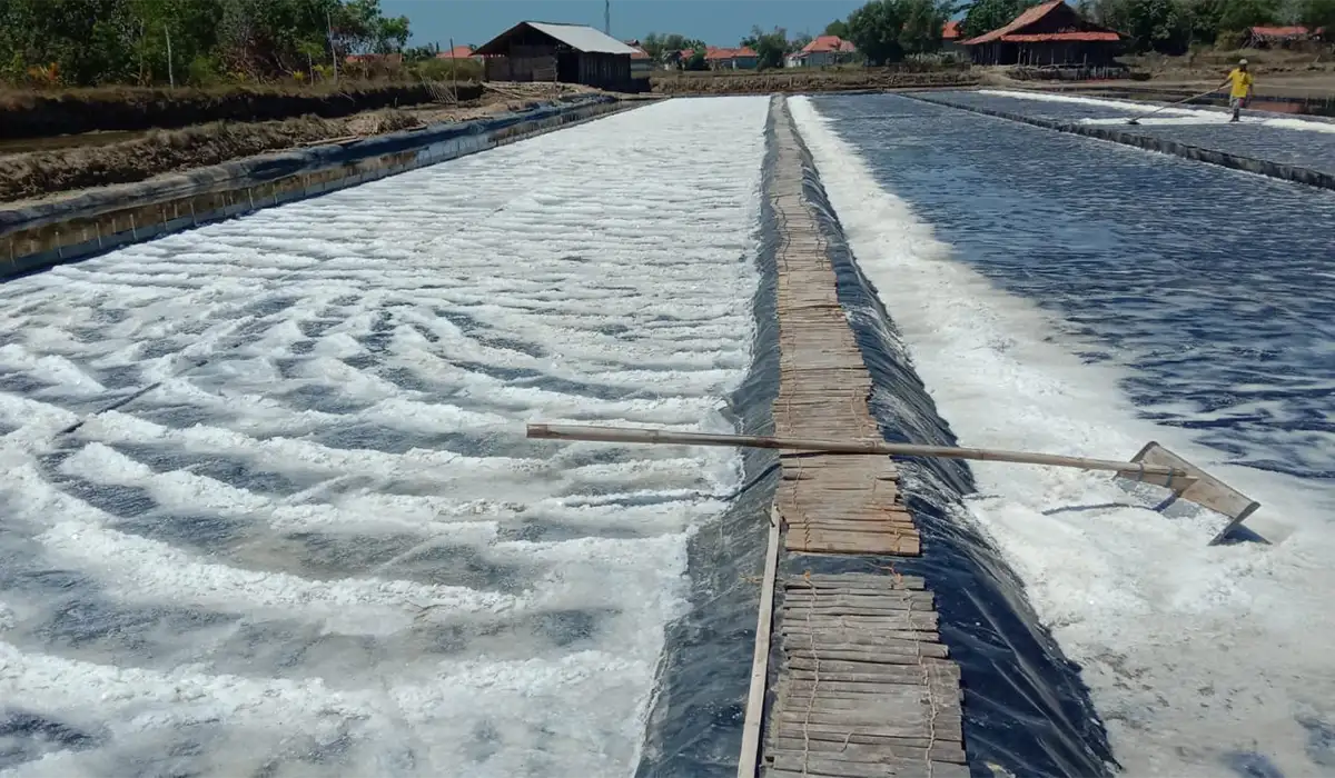 Pemasangan HDPE Geomembrane 0,5mm Menambah Kualitas dan Kecepatan Panen Tambak Garam di Sampang, Madura