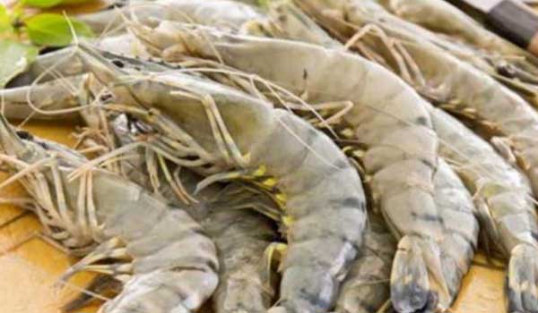 Tips Sukses Memulai Usaha Tambak Udang