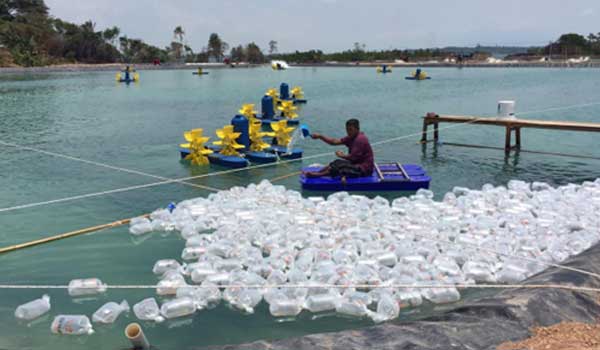 Strategi yang Tepat untuk Budidaya Tambak Udang